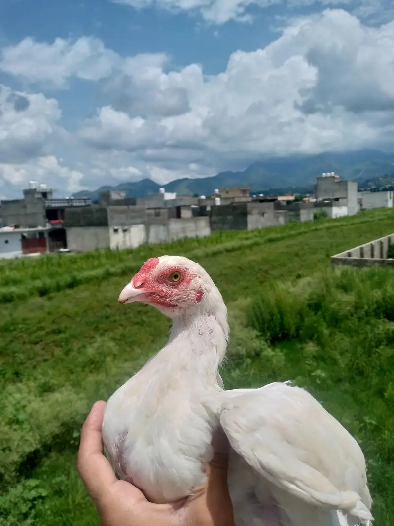 Heera aseel chiks — photo 5