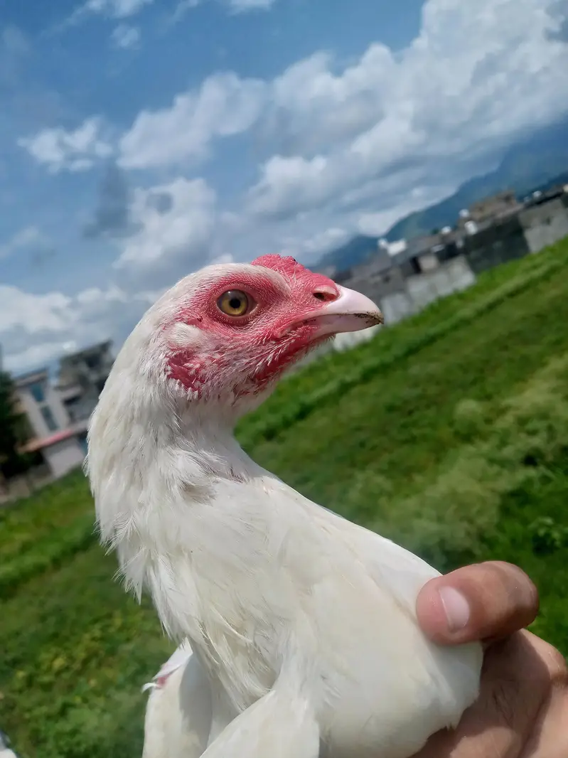 Heera aseel chiks — photo 6