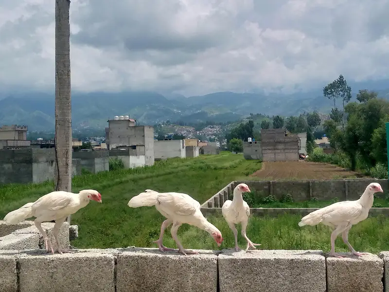Heera aseel chiks — photo 7