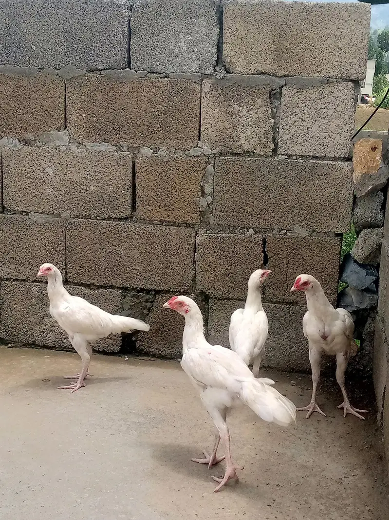 Heera aseel chiks — photo 8