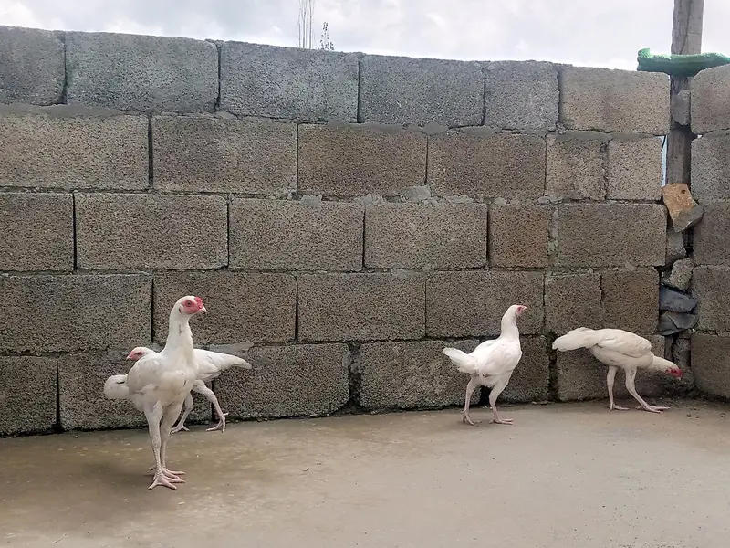 Heera aseel chiks — photo 9