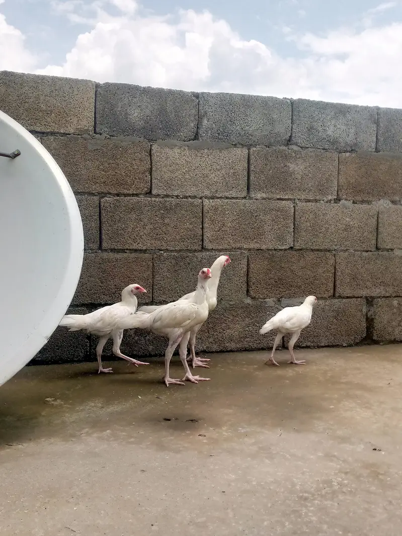 Heera aseel chiks — photo 10