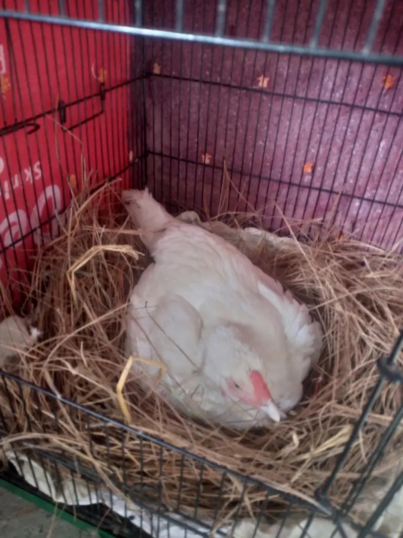 Heera aseel chiks — photo 11