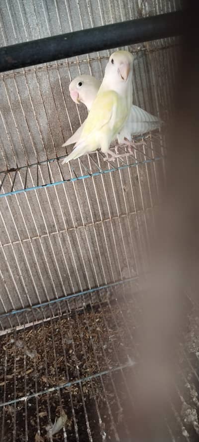 Albino Red eyes female with peach face red eye male