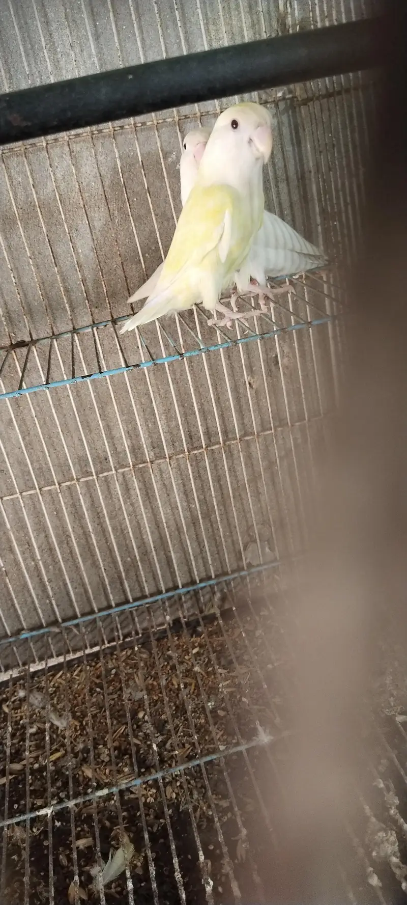 Albino Red eyes female with peach face red eye male — photo 2