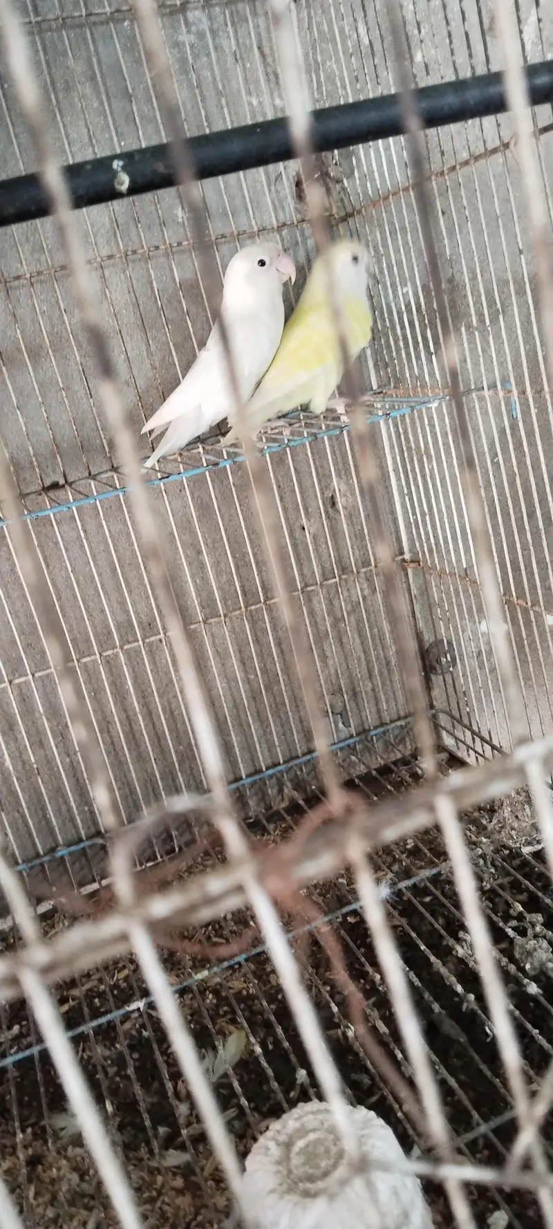 Albino Red eyes female with peach face red eye male — photo 4