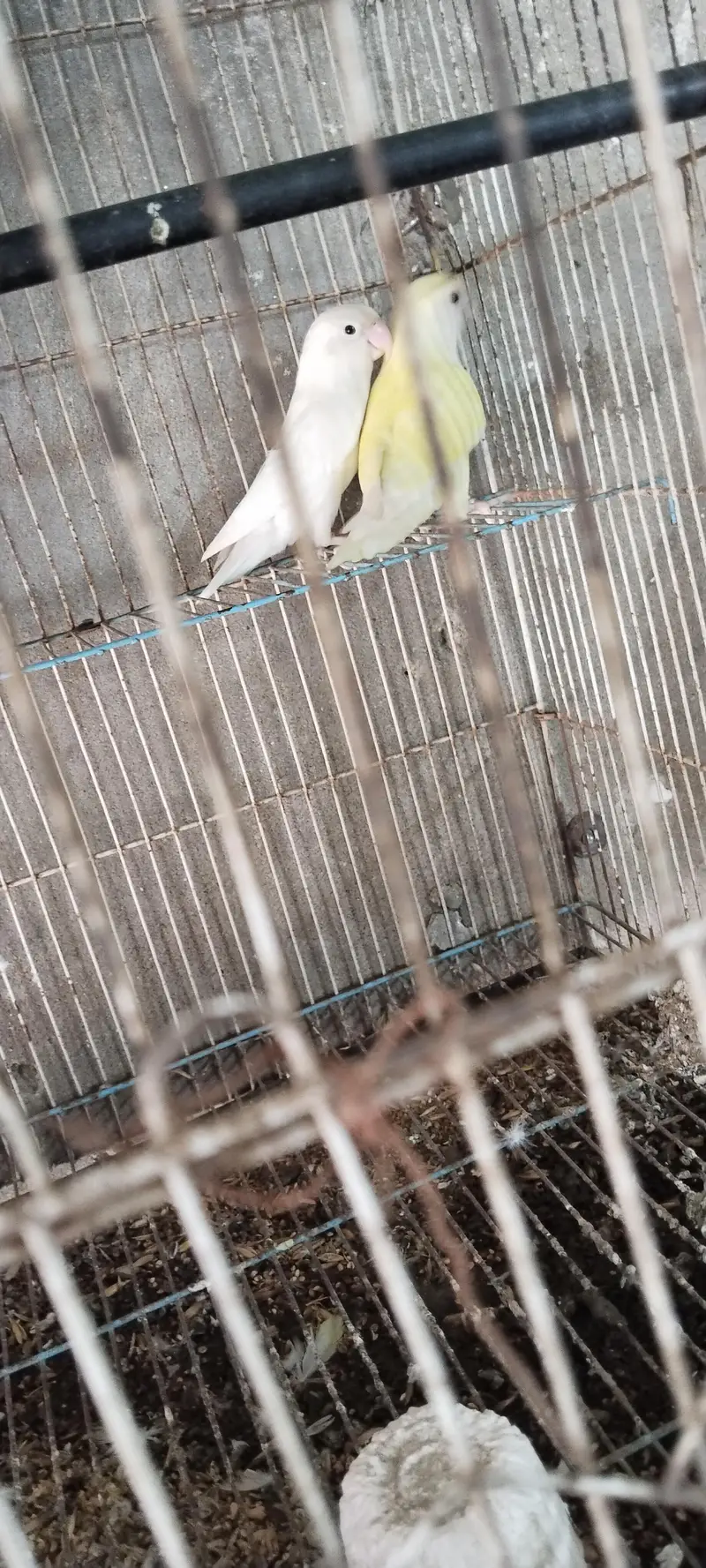 Albino Red eyes female with peach face red eye male — photo 5