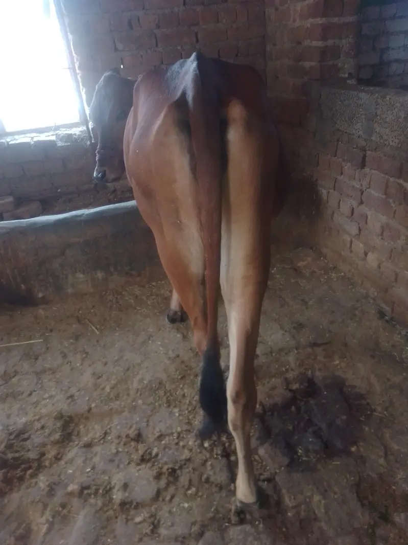 kheri vachi for sale sahiwal jerxi cros — photo 2