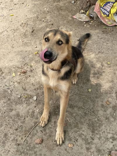 German shepherd 11 to 12 month age