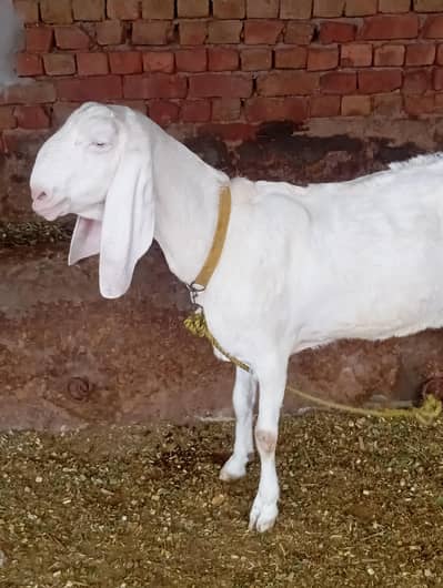 top quality Rajan puri gabban 03141446467