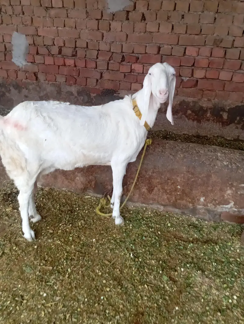 top quality Rajan puri gabban 03141446467 — photo 3