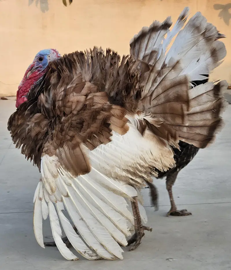 turkay pair — photo 2