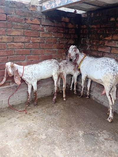 pure Makhi cheeni Bakri with 2 kids female