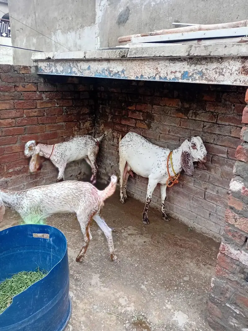 pure Makhi cheeni Bakri with 2 kids female — photo 2