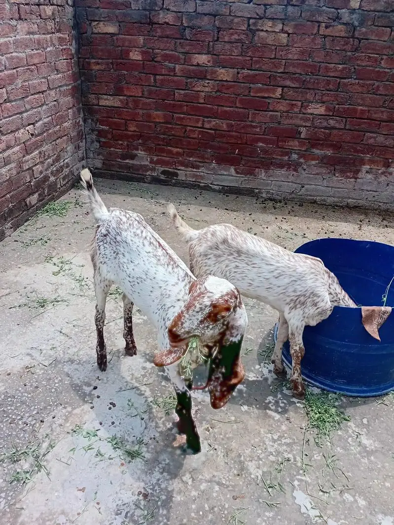 pure Makhi cheeni Bakri with 2 kids female — photo 3