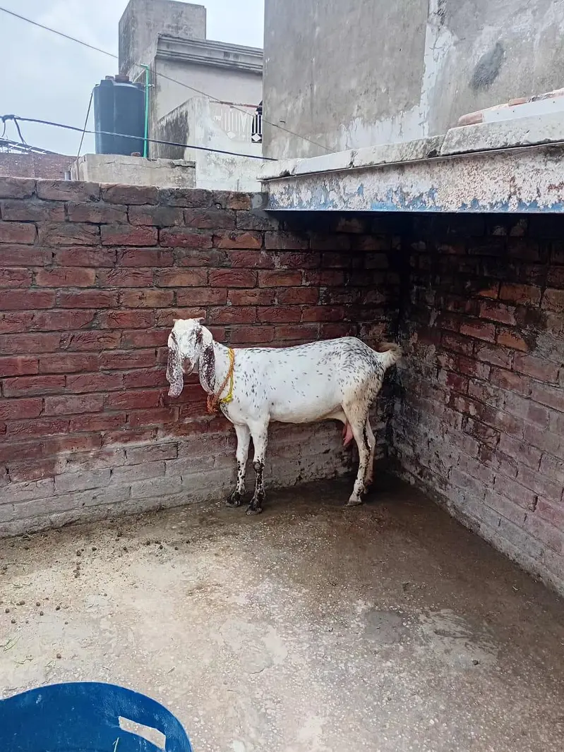 pure Makhi cheeni Bakri with 2 kids female — photo 4