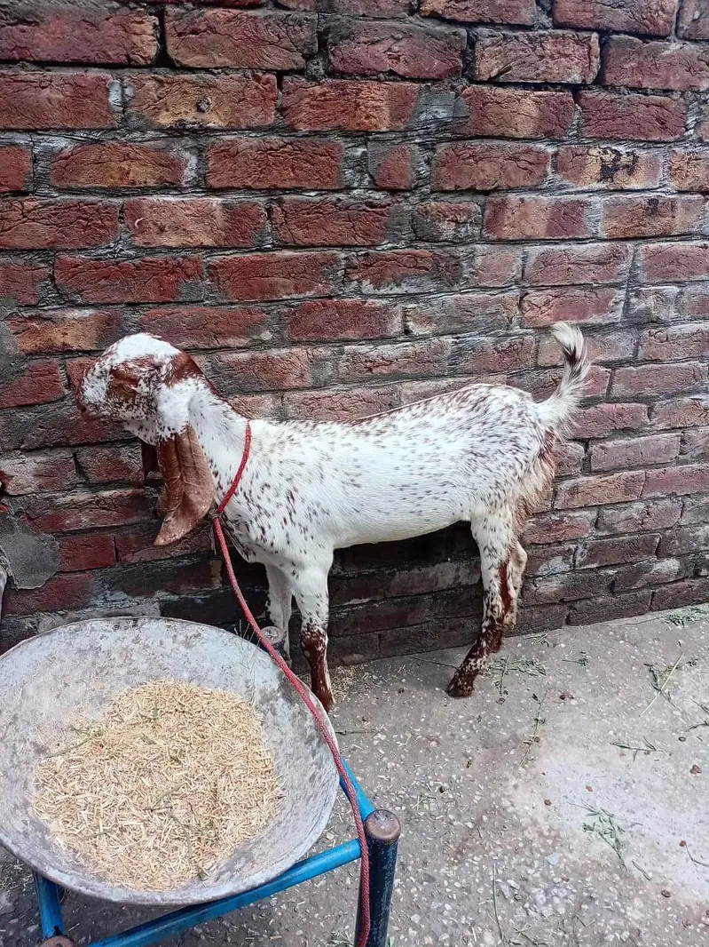 pure Makhi cheeni Bakri with 2 kids female — photo 5