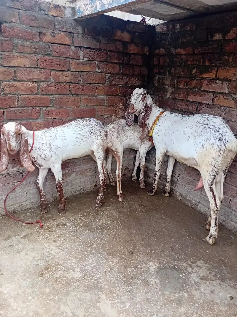 pure Makhi cheeni Bakri with 2 kids female — photo 6