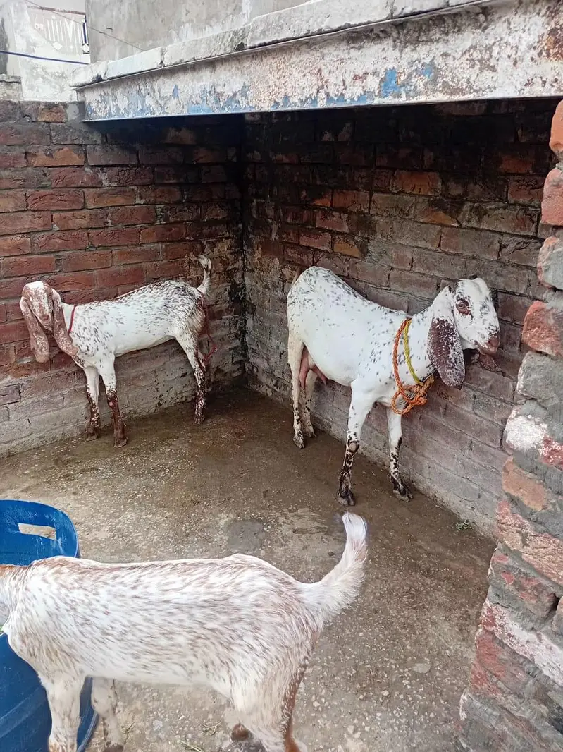 pure Makhi cheeni Bakri with 2 kids female — photo 7