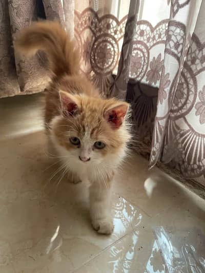 9 weeks old persian kitten with all nessecities