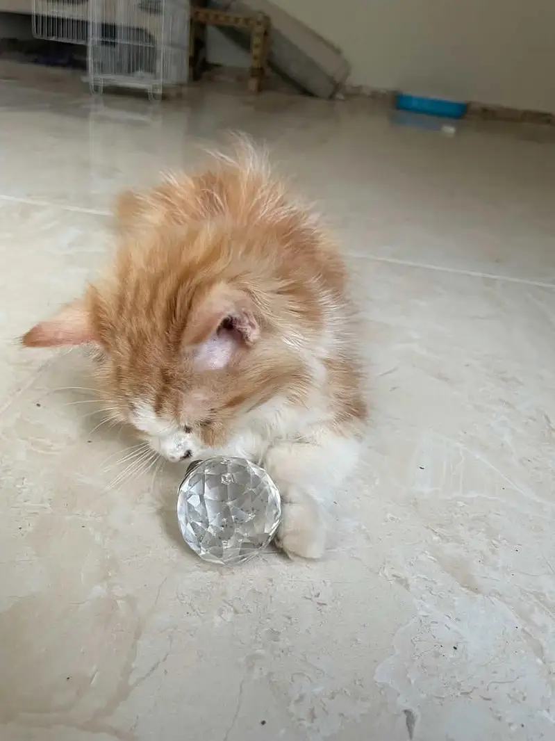 9 weeks old persian kitten with all nessecities — photo 2