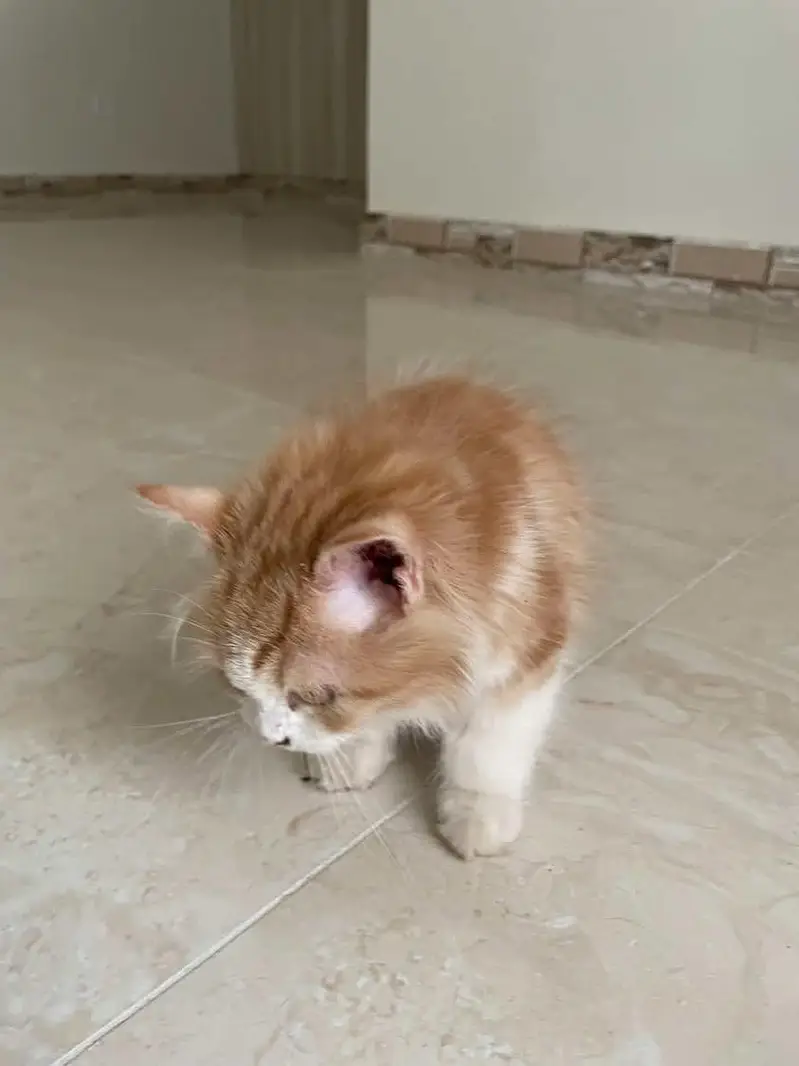 9 weeks old persian kitten with all nessecities — photo 3