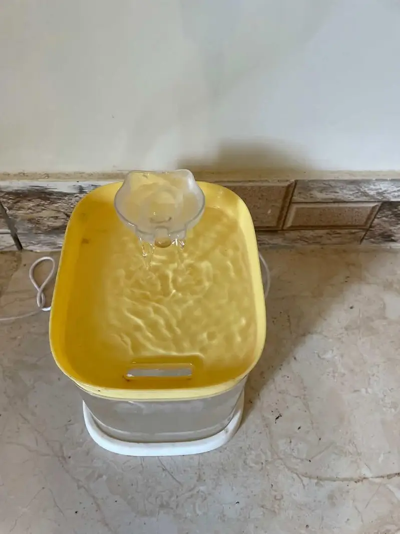 9 weeks old persian kitten with all nessecities — photo 10