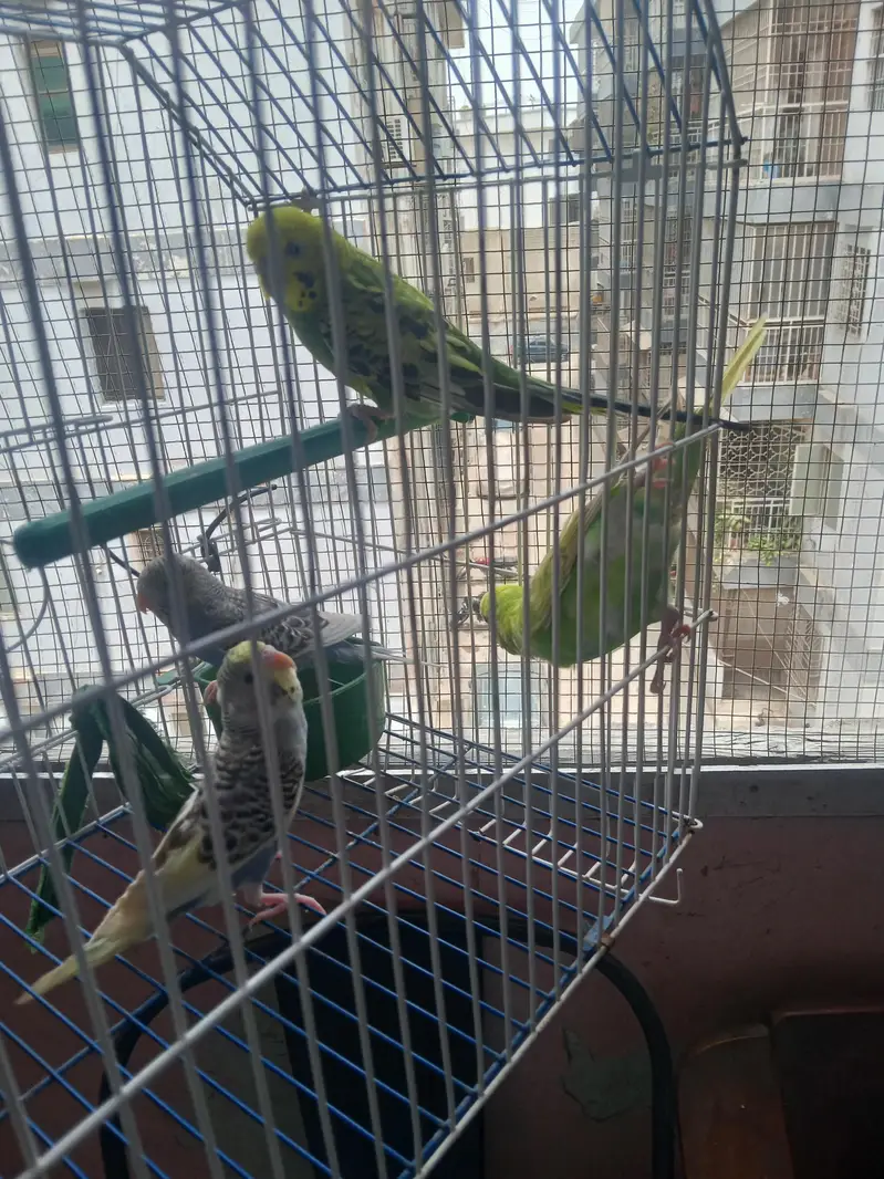 per pair price 1k hai breeding ho gai hai green walo ki — photo 2