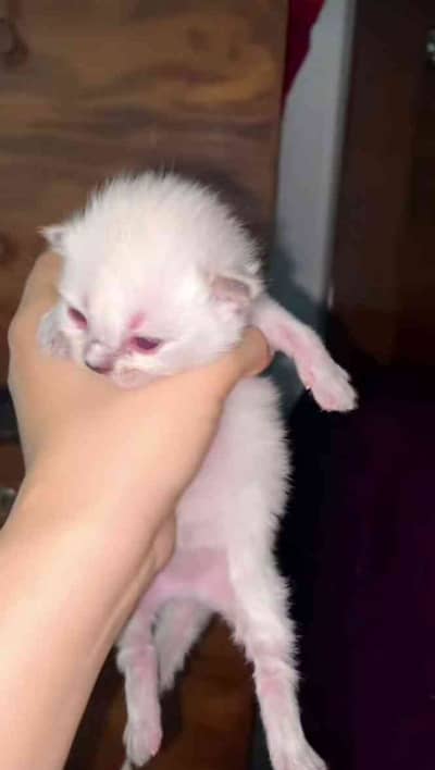 cats lover