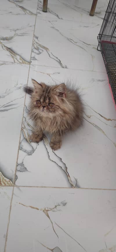 persian male kitten