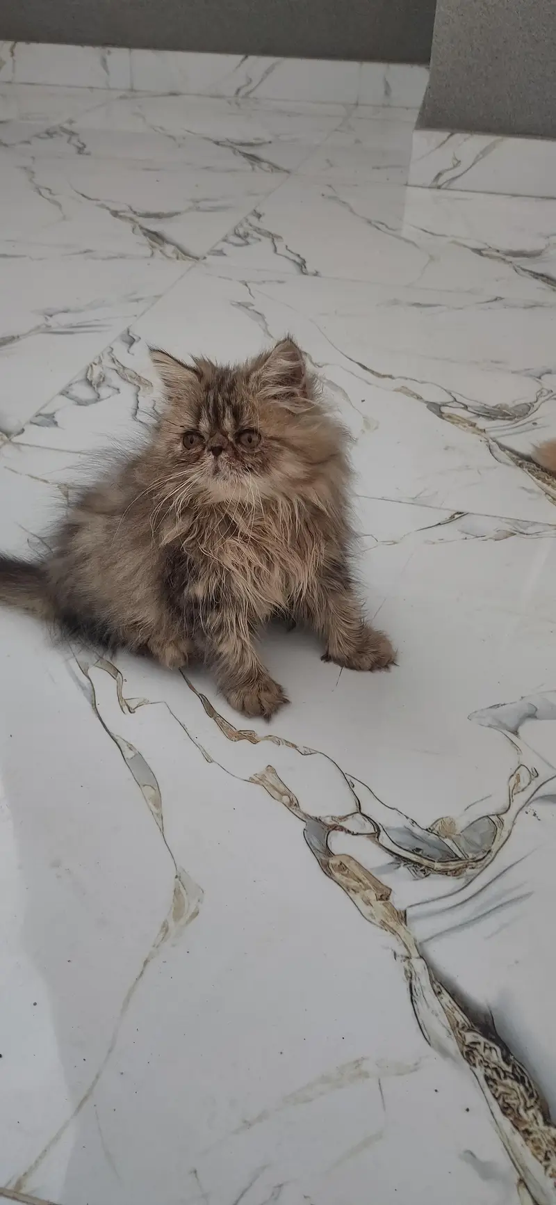 persian male kitten — photo 2