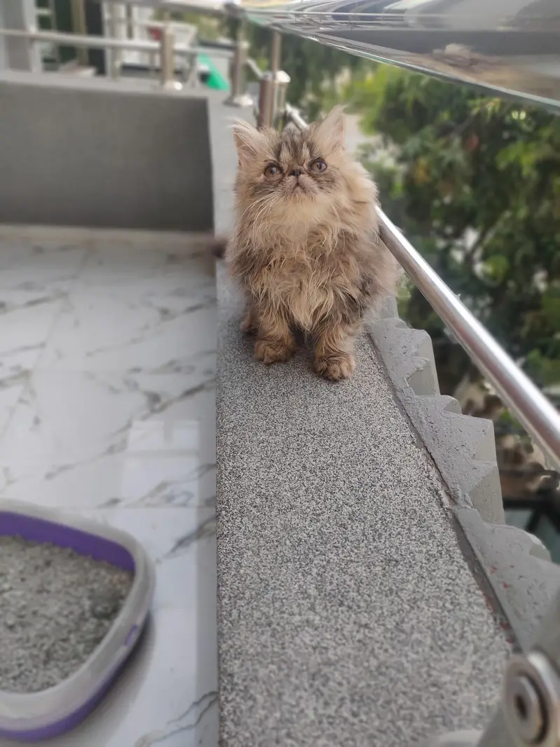 persian male kitten — photo 3