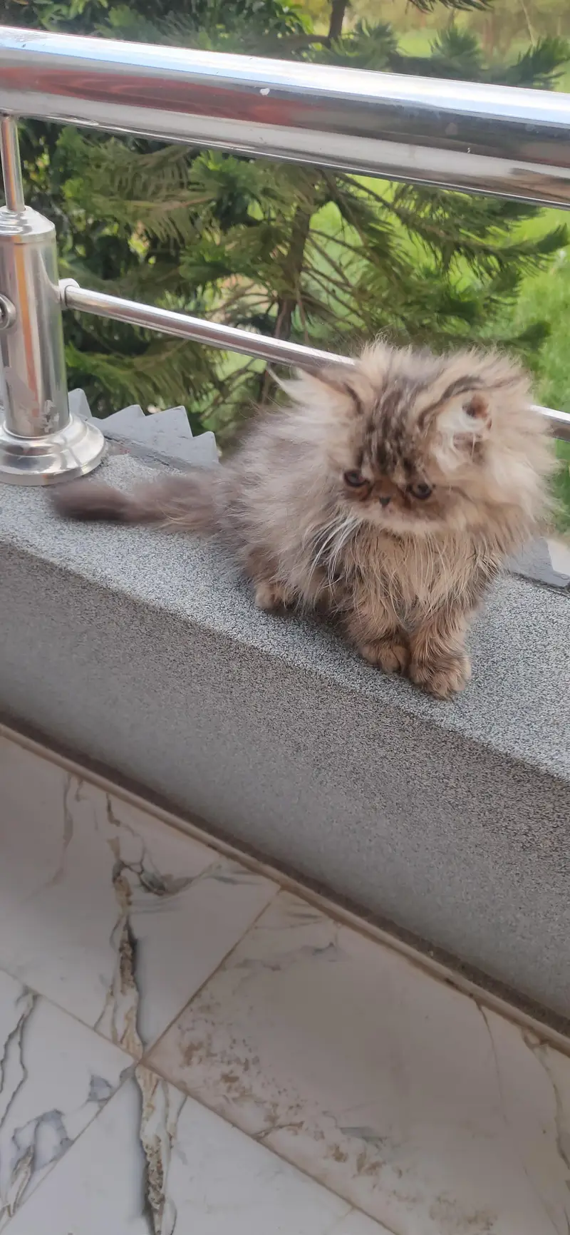 persian male kitten — photo 4