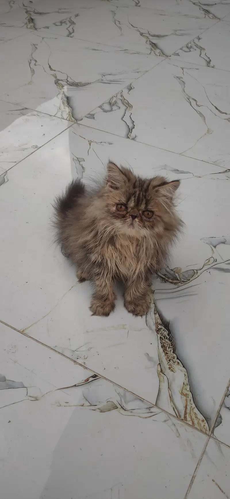 persian male kitten — photo 5