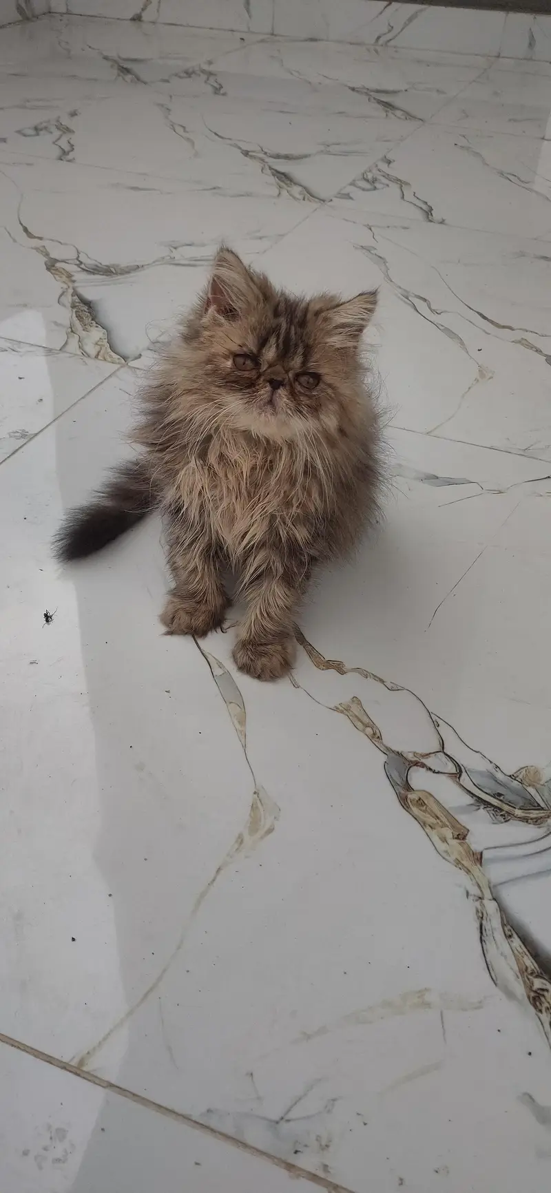 persian male kitten — photo 6