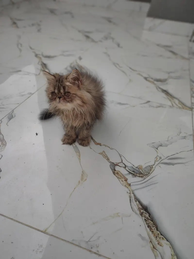 persian male kitten — photo 7