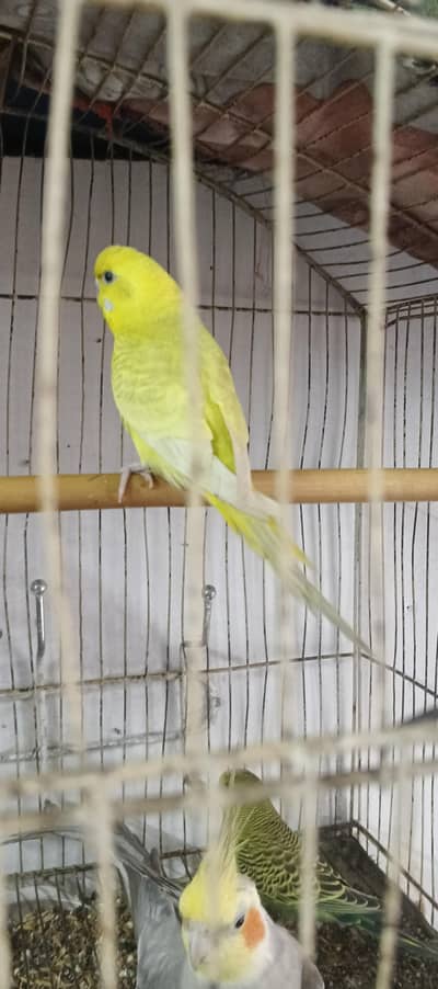 Red eyes female/black eyes female/ black eyes male /03044234129