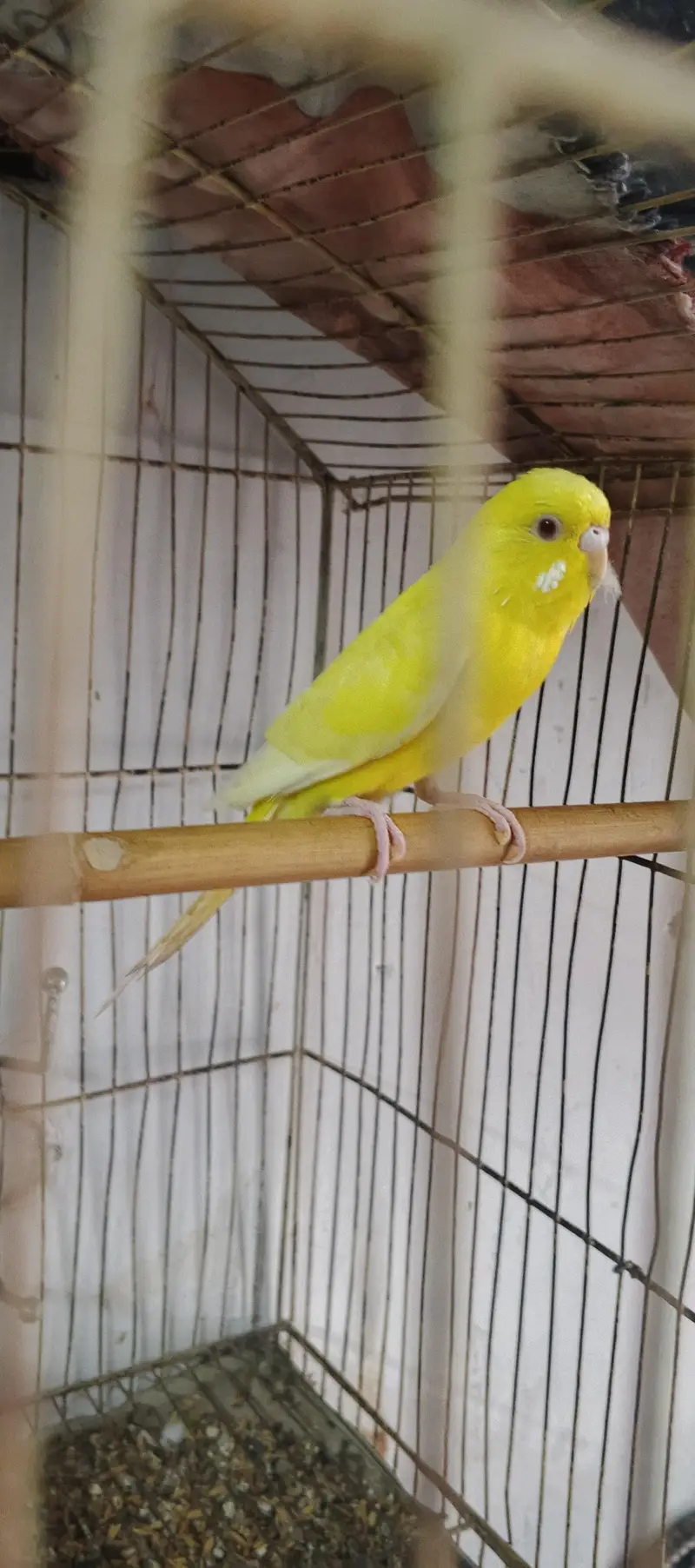 Red eyes female/black eyes female/ black eyes male /03044234129 — photo 3