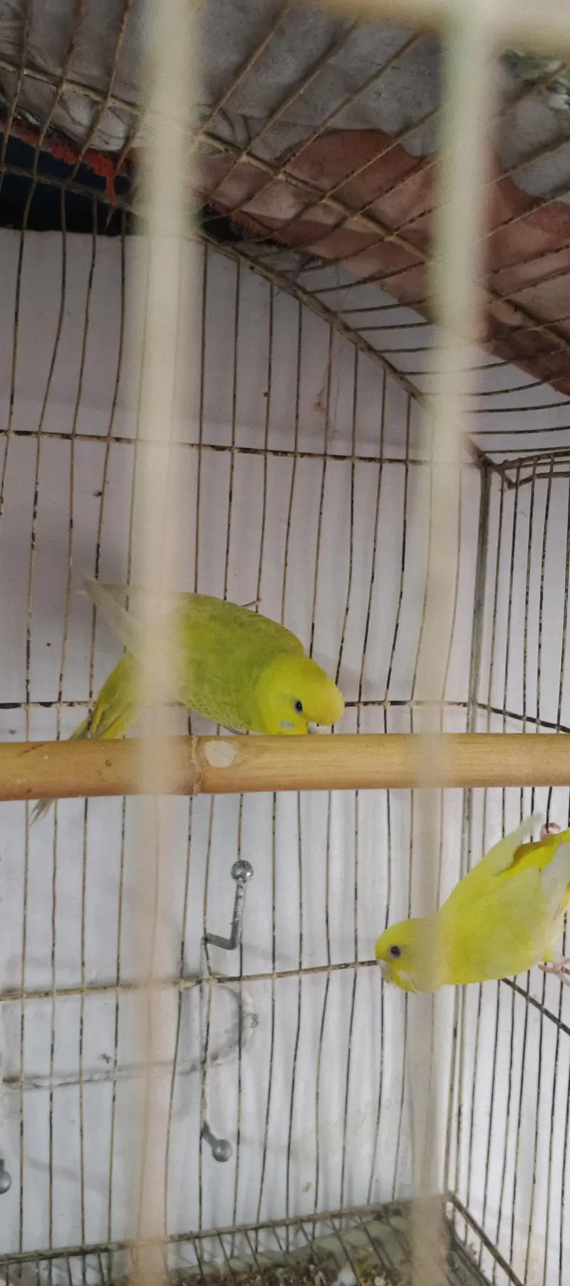 Red eyes female/black eyes female/ black eyes male /03044234129 — photo 4