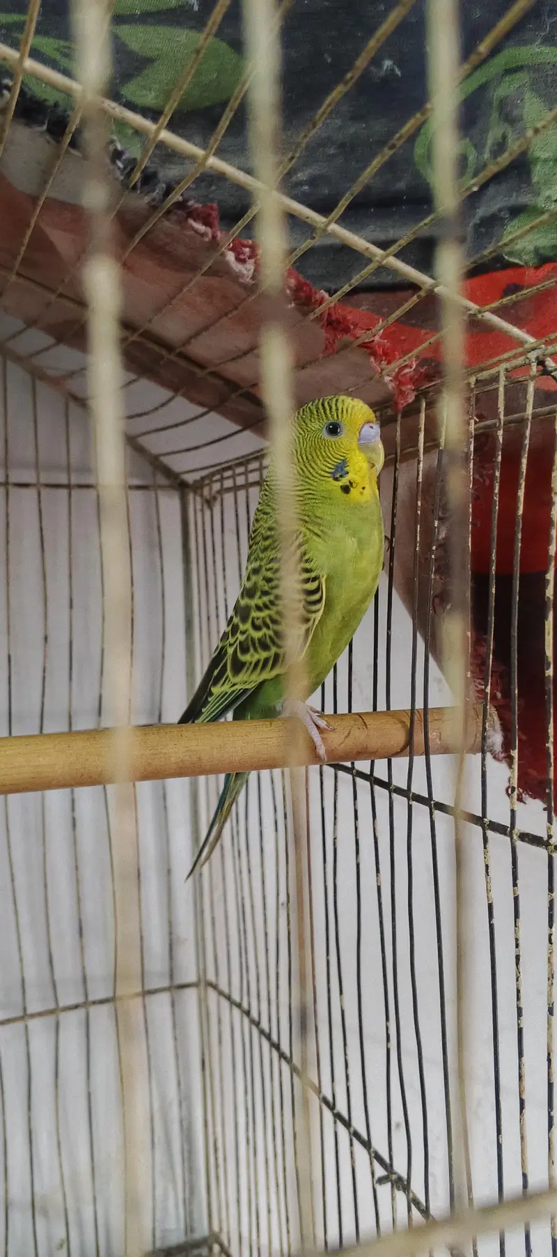 Red eyes female/black eyes female/ black eyes male /03044234129 — photo 5