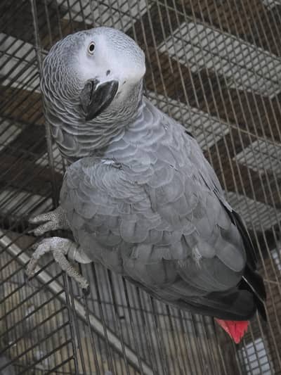 african grey