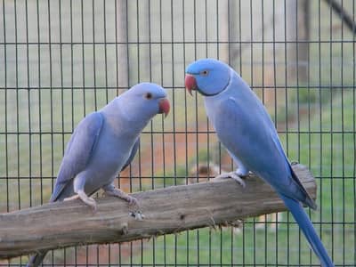 Blue Ringneck Pair
