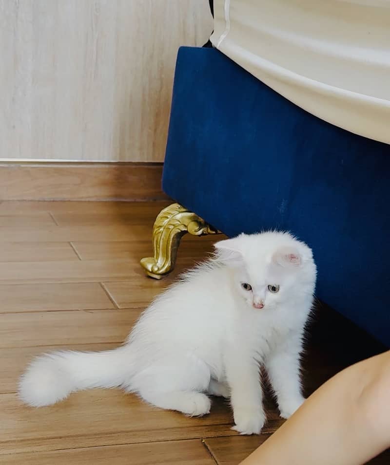 Pair kitten 0