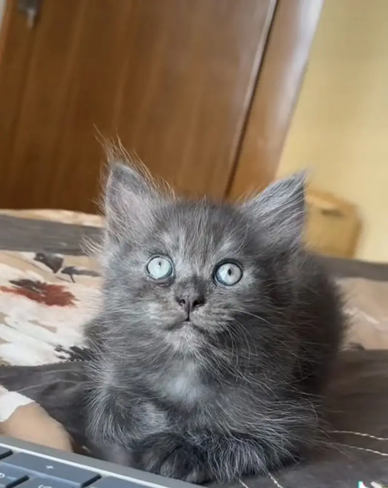 Pair kitten — photo 2