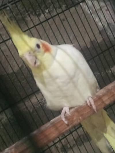 urgent sale cocktail breeder pair