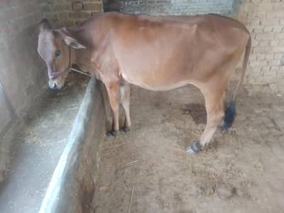 kheri vachi for sale sahiwal jerxi cros