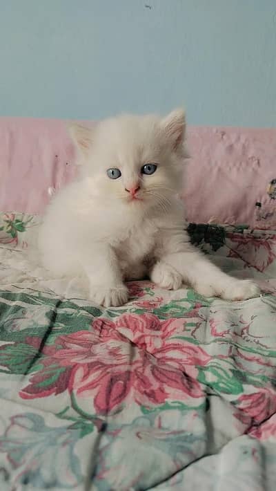Persian Triple coated Kitten