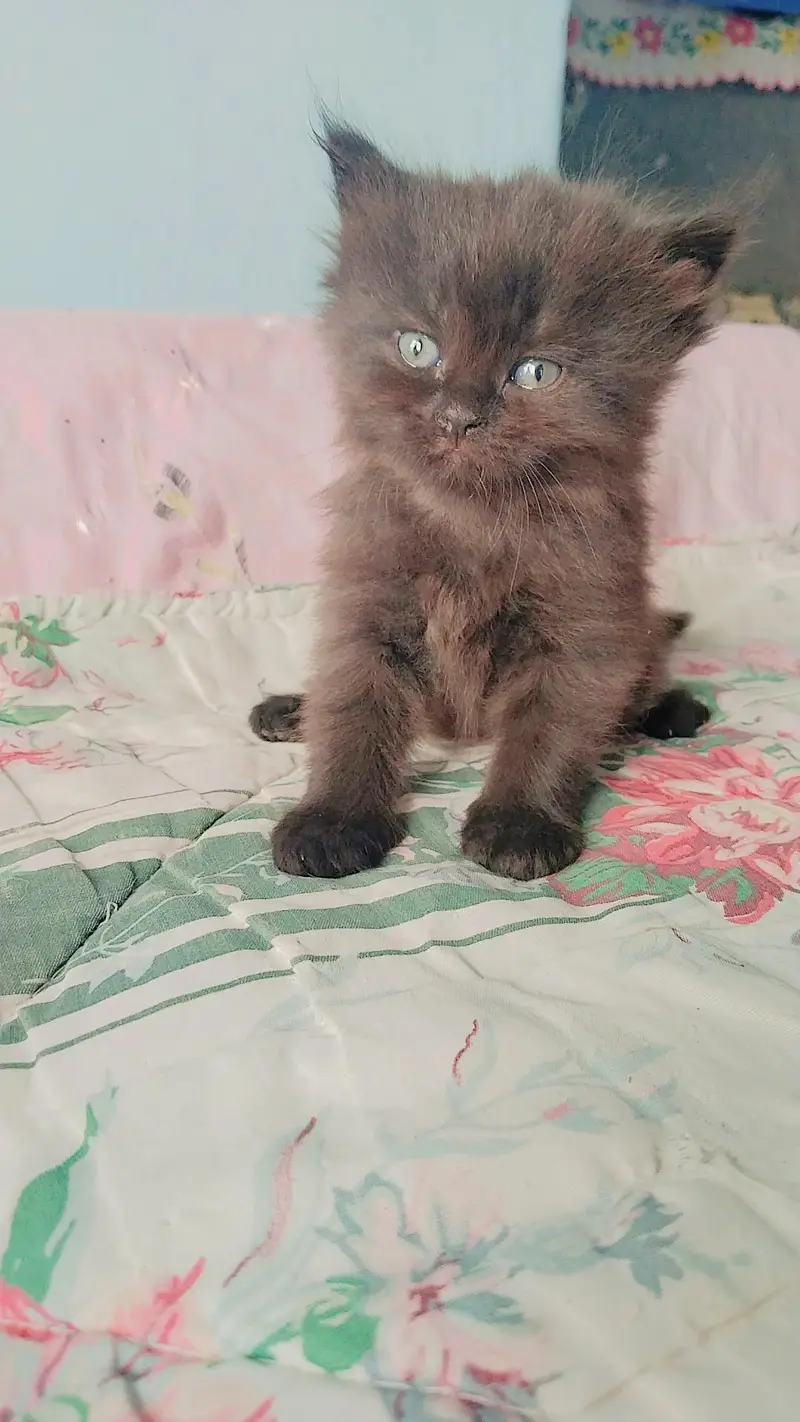 Persian Triple coated Kitten — photo 2