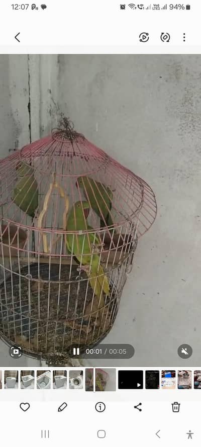 parrot