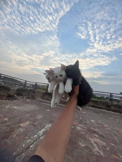kittess for sale / 3 male/